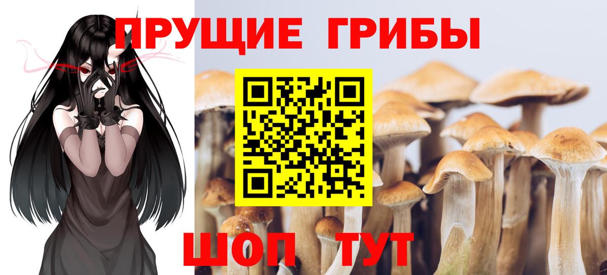 Псилоцибиновые грибы прущие грибы  Вход с VPN  Трёхгорный 